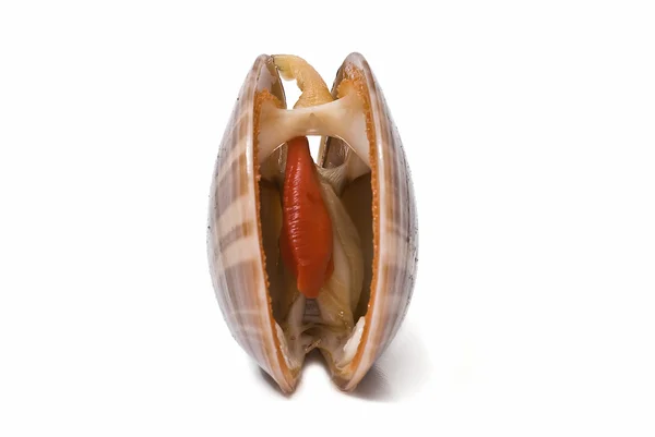 Smooth clam alive. — Stock Photo, Image