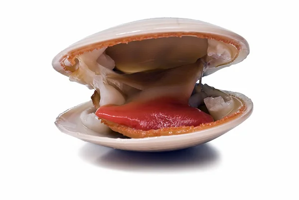 Soepele clam. — Stockfoto