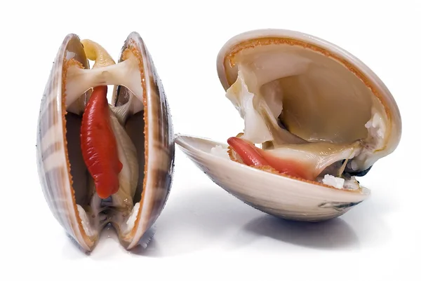 Two smooth clams. — Stock Photo, Image