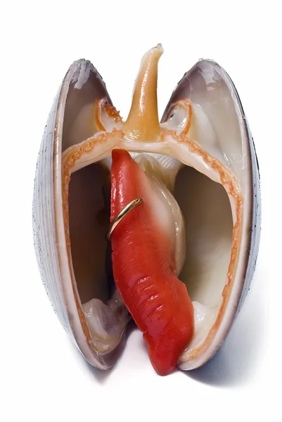 Smidig mussla med ett örhänge. — Stockfoto