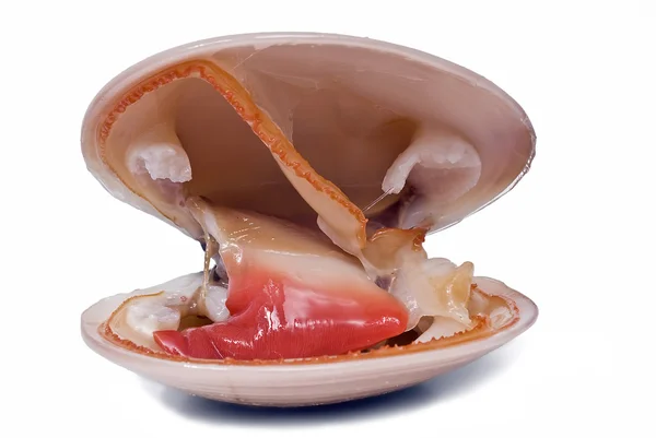 Open smooth clam. — Zdjęcie stockowe