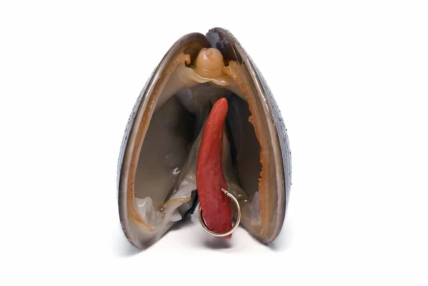 Модный моллюск . — стоковое фото