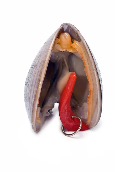 Clam with earring. — Stock Photo, Image