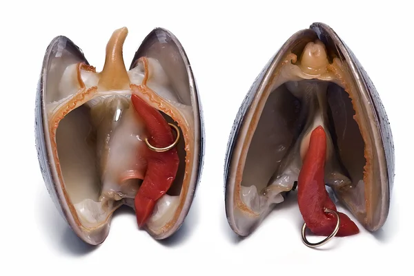 A pair of fashion clams. — Stock Photo, Image