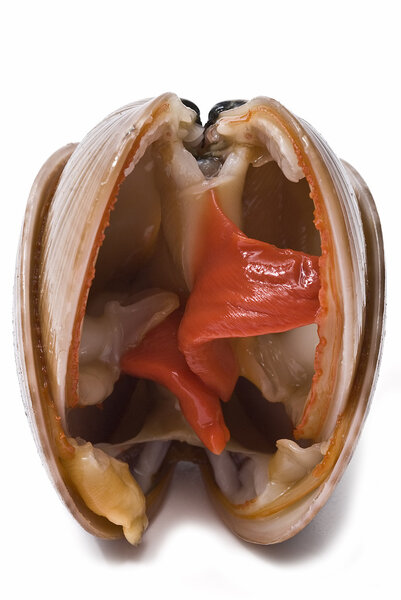 Open clams.