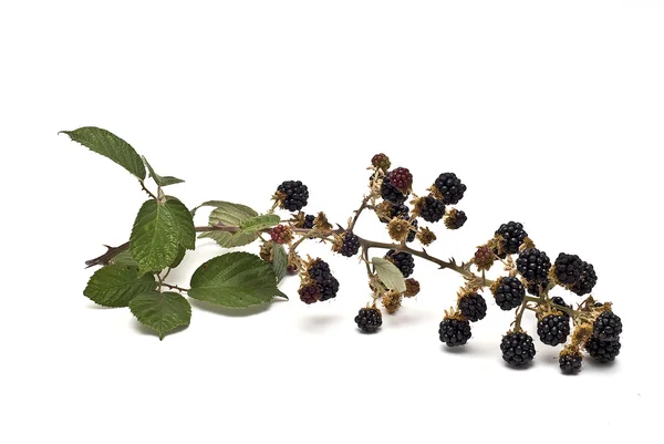 stock image Branch with blackberries.