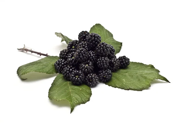 Черные ягоды на листочке . — стоковое фото