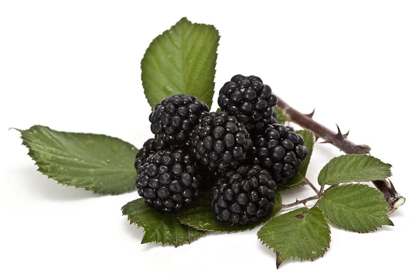 Blackberries with leaves. — Stock Photo, Image