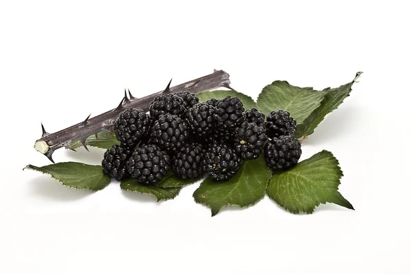 新鲜的黑莓用叶子. — 图库照片