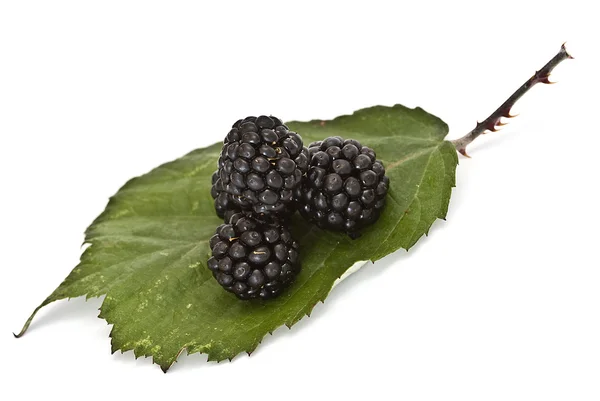 Черные ягоды на листочке . — стоковое фото