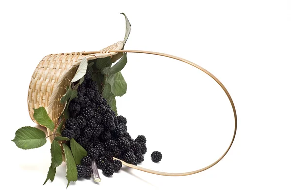 与黑莓和叶子篮. — 图库照片