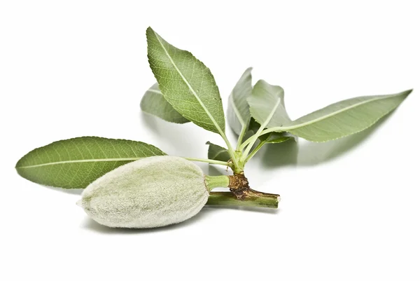 Green almond. — Stock Photo, Image