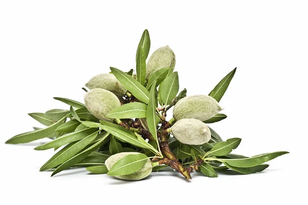 Branches with green almonds. — Stock Photo, Image