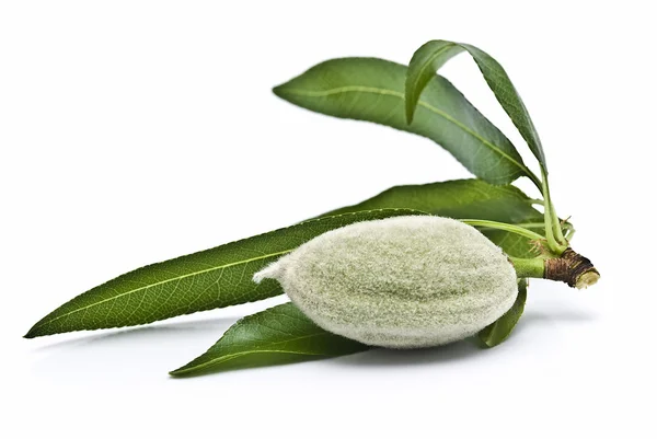 Green almond over white. — Stock Photo, Image