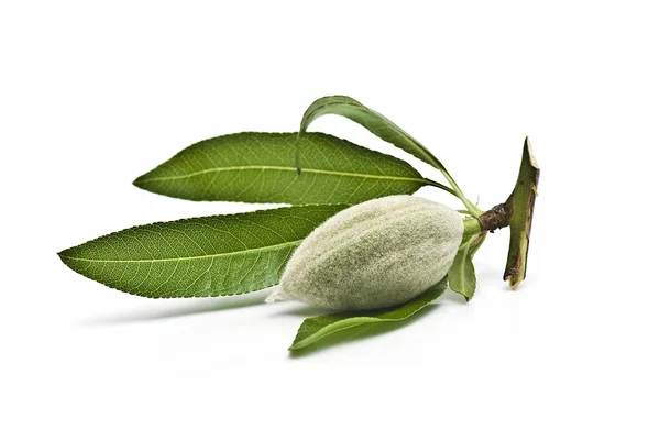 Almond with leaves. — Stock Photo, Image
