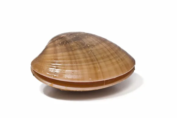 Clam. Stock Picture