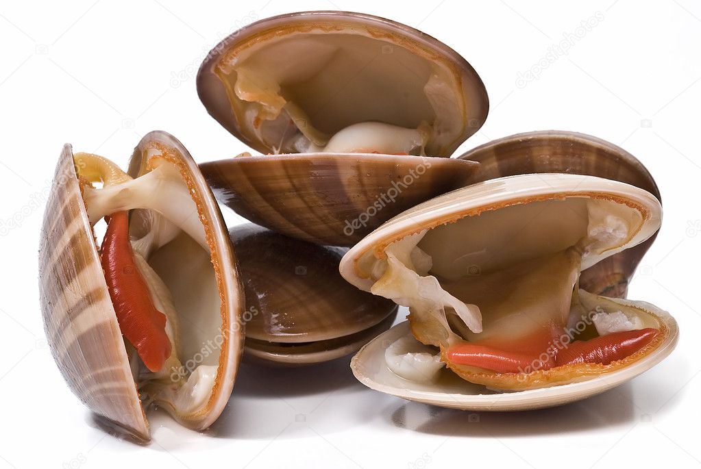 Smooth clams over white background.