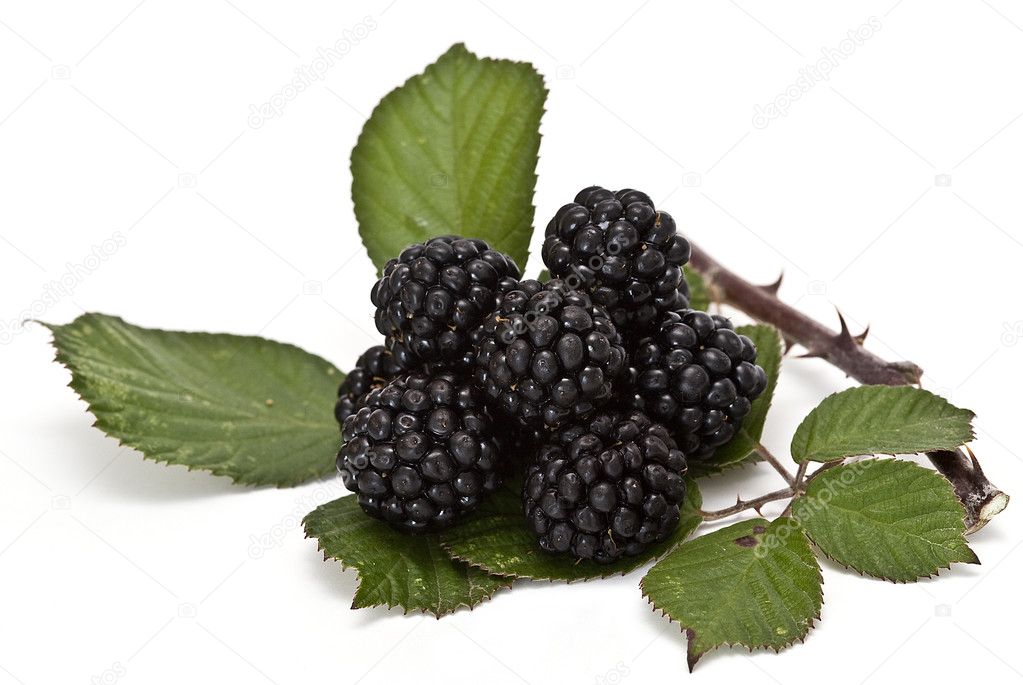 Blackberries with leaves.