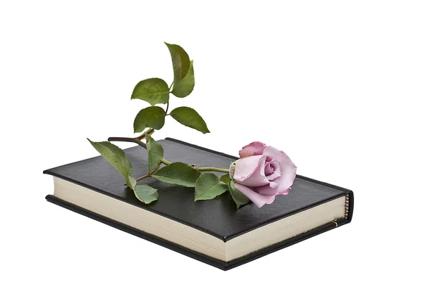 Rose no livro . — Fotografia de Stock