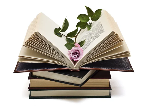 Różowa róża na książce. — Zdjęcie stockowe
