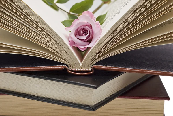 Růžový květ v knize. — Stock fotografie