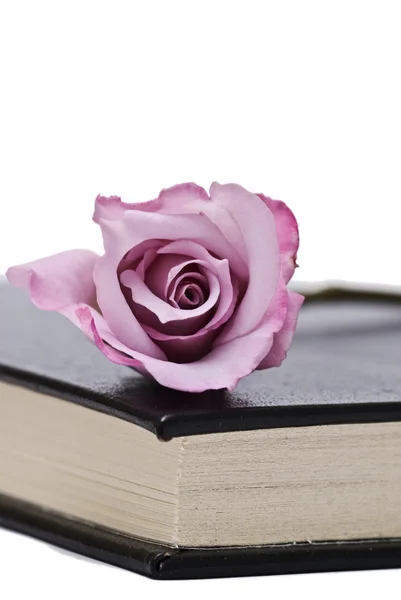 Роза и старая книга . — стоковое фото