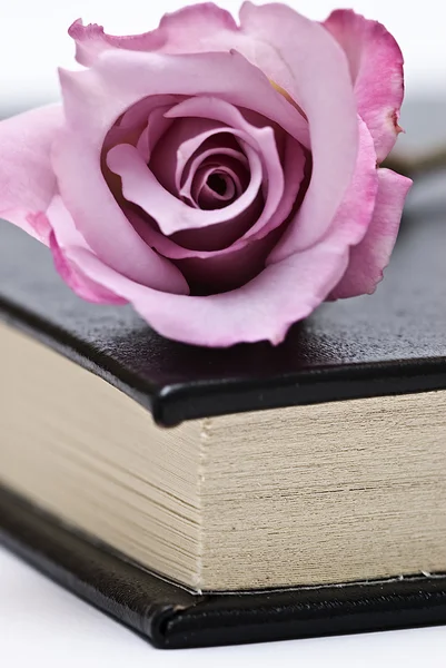 Čerstvé růže o knize. — Stock fotografie