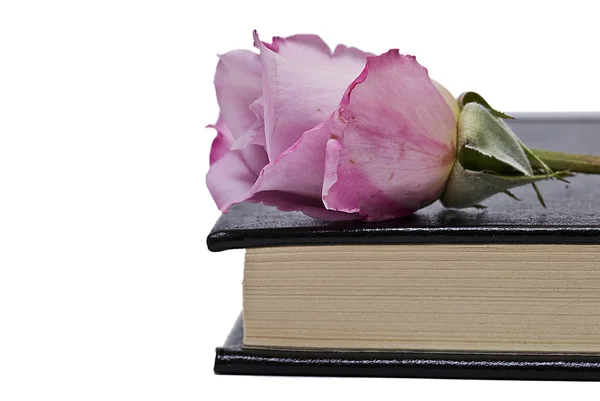 Róża na rogu książki. — Zdjęcie stockowe