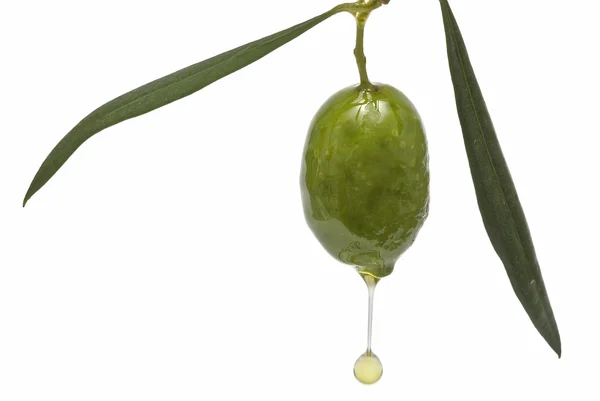 Aceite goteante de oliva . —  Fotos de Stock