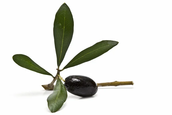 Svart oliv på grenen. — Stockfoto