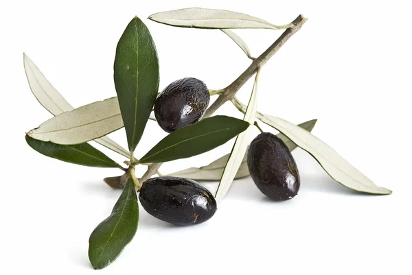 Три оливки на ветке . — стоковое фото