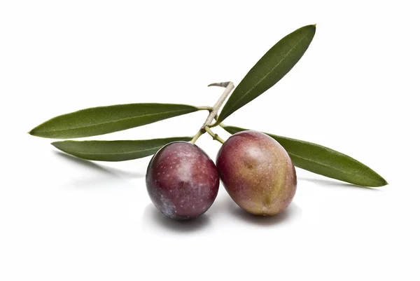 Dvě olivy na větvi. — Stock fotografie