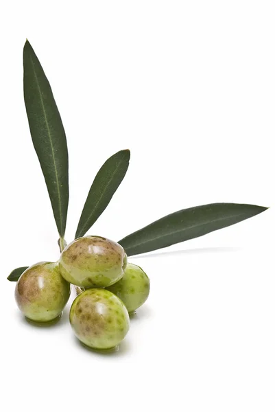 Rama de olivo con cuatro aceitunas verdes . — Foto de Stock