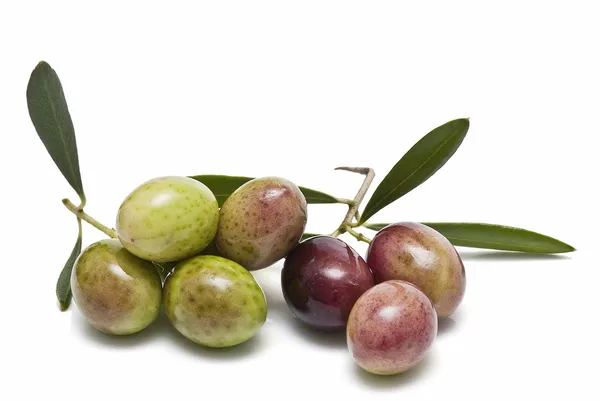Oliven zur Herstellung von Öl. — Stockfoto