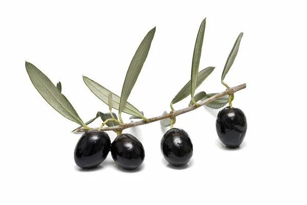 Four black olives on the branch. — Stock Photo, Image