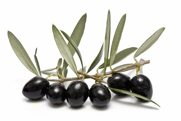 A branch full of olives. — Stock Photo, Image