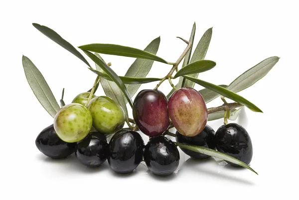 Grüne und schwarze Oliven. — Stockfoto