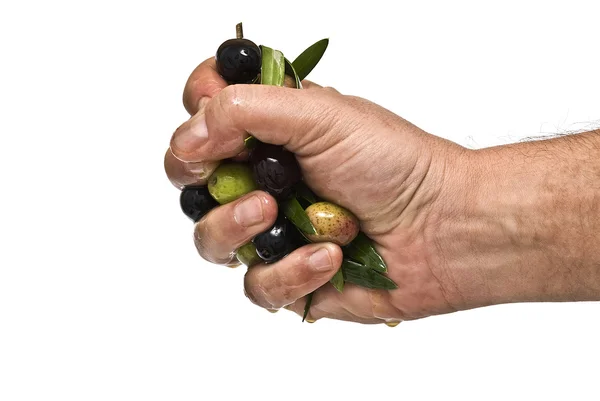 stock image Handful of olives.