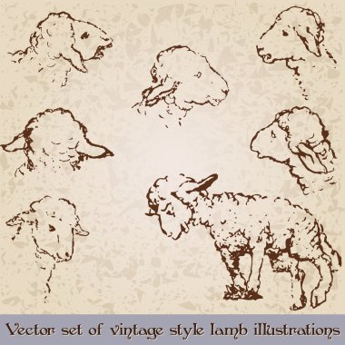 Vintage style cute lamb illustrations clipart