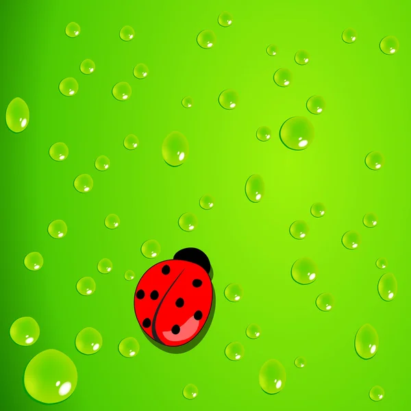 Élégant fond vert avec des gouttes d'eau et coccinelle — Image vectorielle