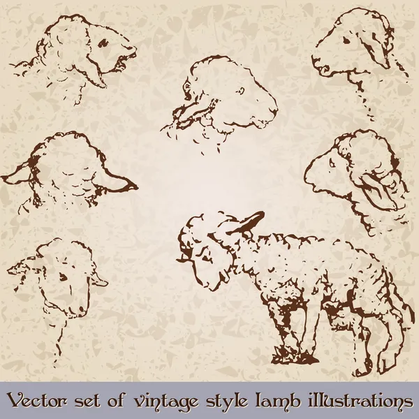 Vintage estilo lindo cordero ilustraciones — Vector de stock