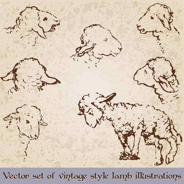 Vintage style cute lamb illustrations