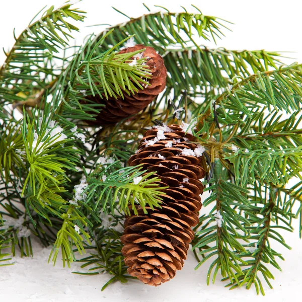 Cone e árvore de Natal isolado em branco — Fotografia de Stock