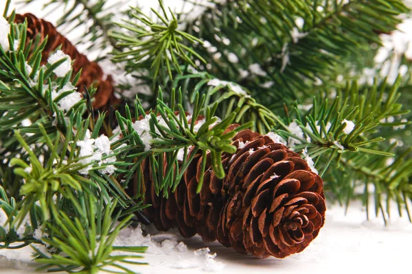 Конус и рождественская елка изолированы на белом — стоковое фото
