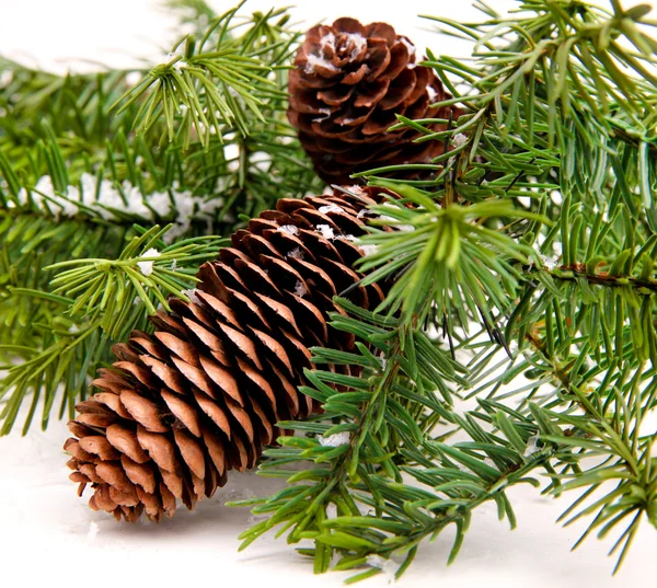 Kužel a vánoční strom izolované na bílém — Stock fotografie