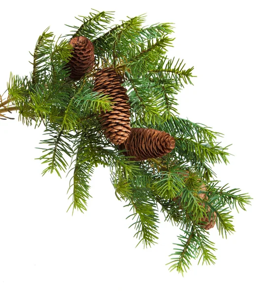 Cone e árvore de Natal isolado em branco Fotografias De Stock Royalty-Free