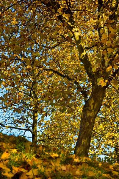 Hösten lleaf — Stockfoto