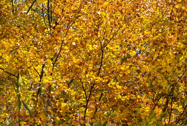 Hösten lleaf — Stockfoto