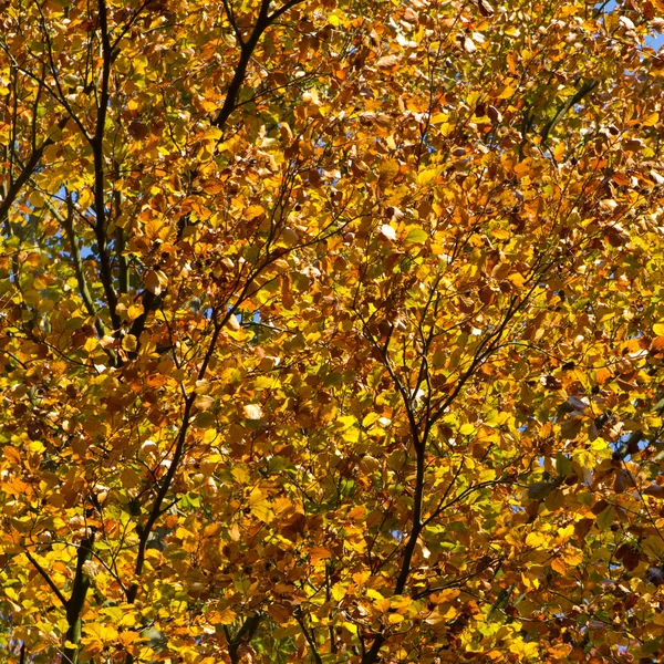Jesień lleaf — Zdjęcie stockowe