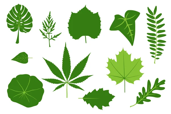 Stock vector Leaves